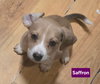 Saffron *adoption pending