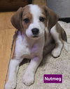 Nutmeg