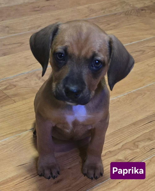 Paprika