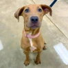 Sandy *adoption pending