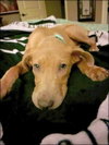 Sandy *adoption pending