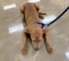 Sandy *adoption pending