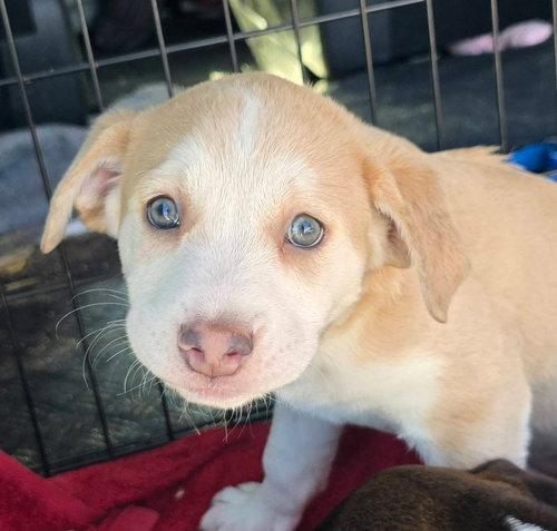 Skye *adoption pending