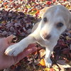 Skye *adoption pending