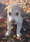 Skye *adoption pending