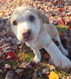 Skye *adoption pending