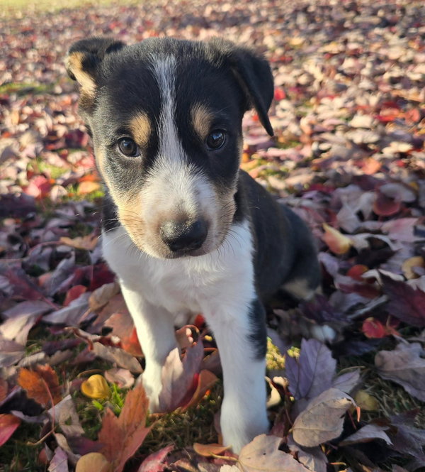 Whiskey *adoption pending