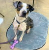 Merle *adoption pending