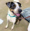 Merle *adoption pending