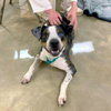 Merle *adoption pending