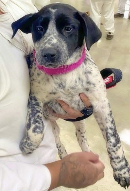 picture of the dog needing adoption