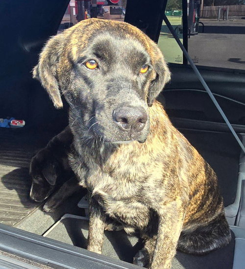 picture of the dog needing adoption