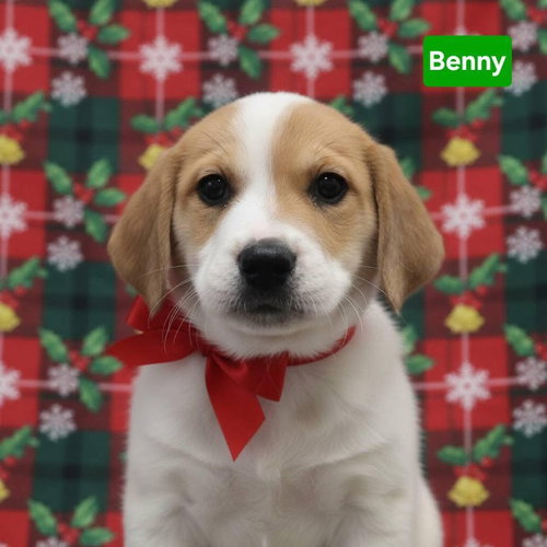 Benny
