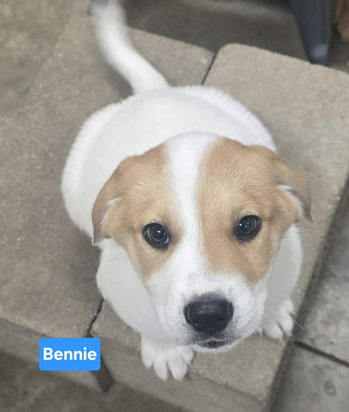 Bennie