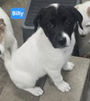 Billy