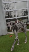 Waylon