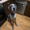 Waylon