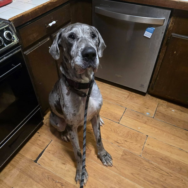 Waylon