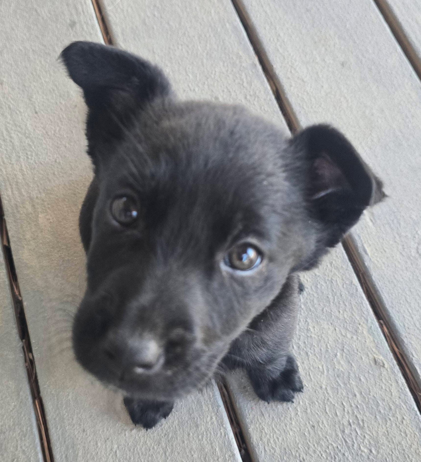 Gracie