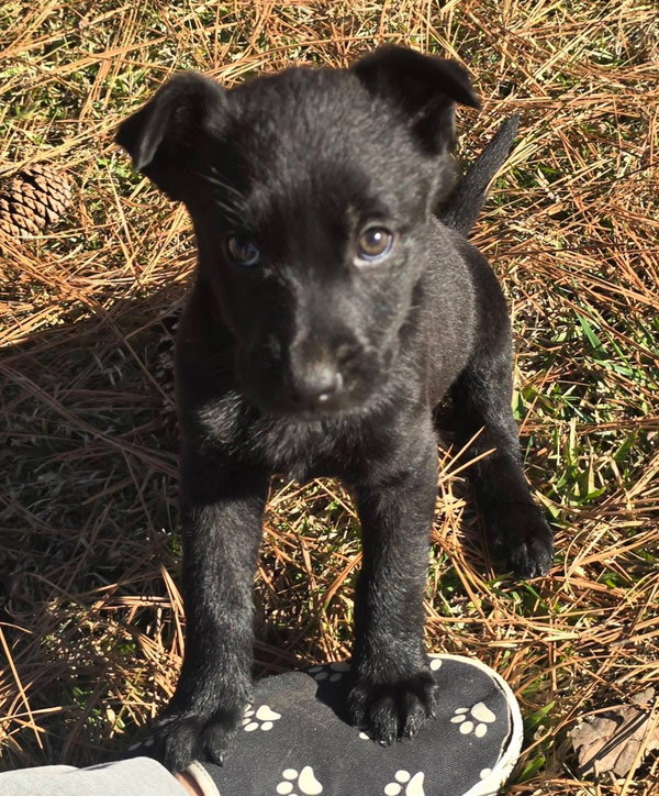 Gracie