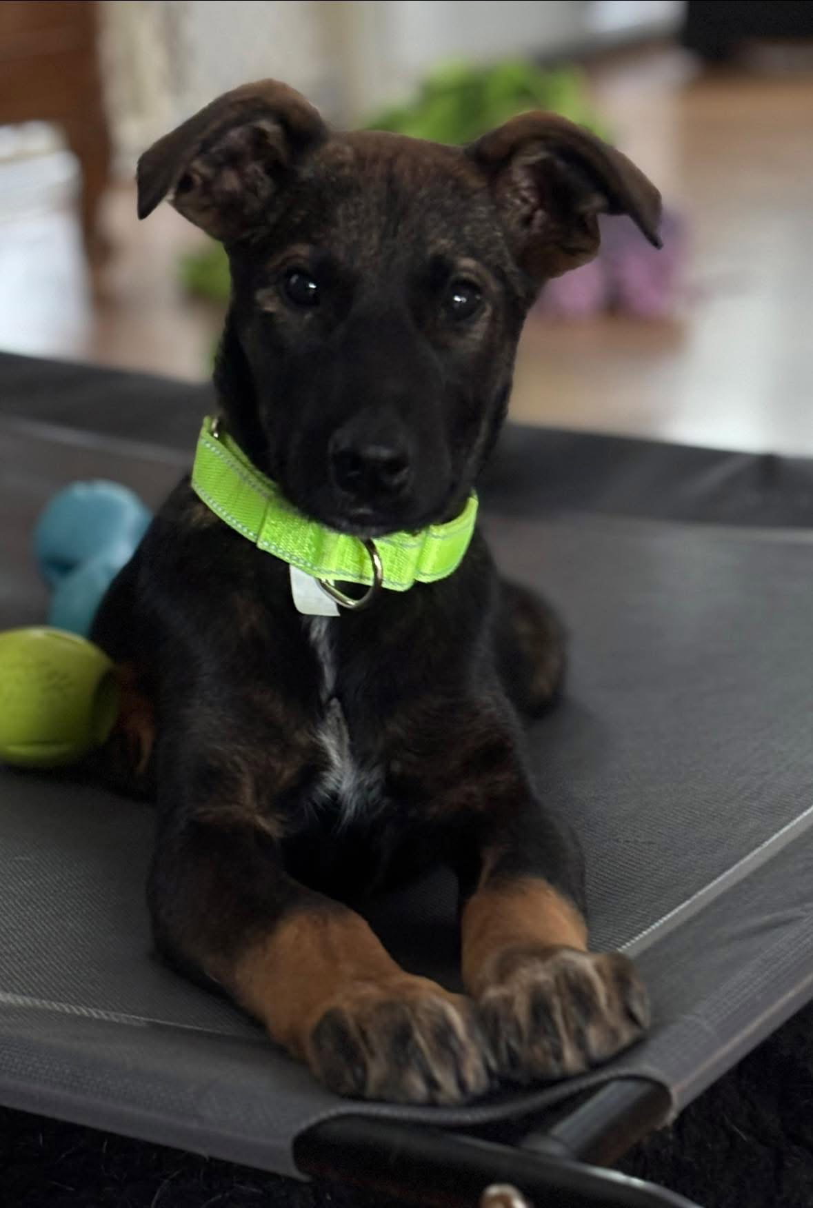 Nora Image