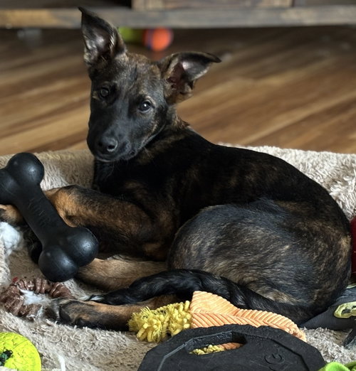 Nora