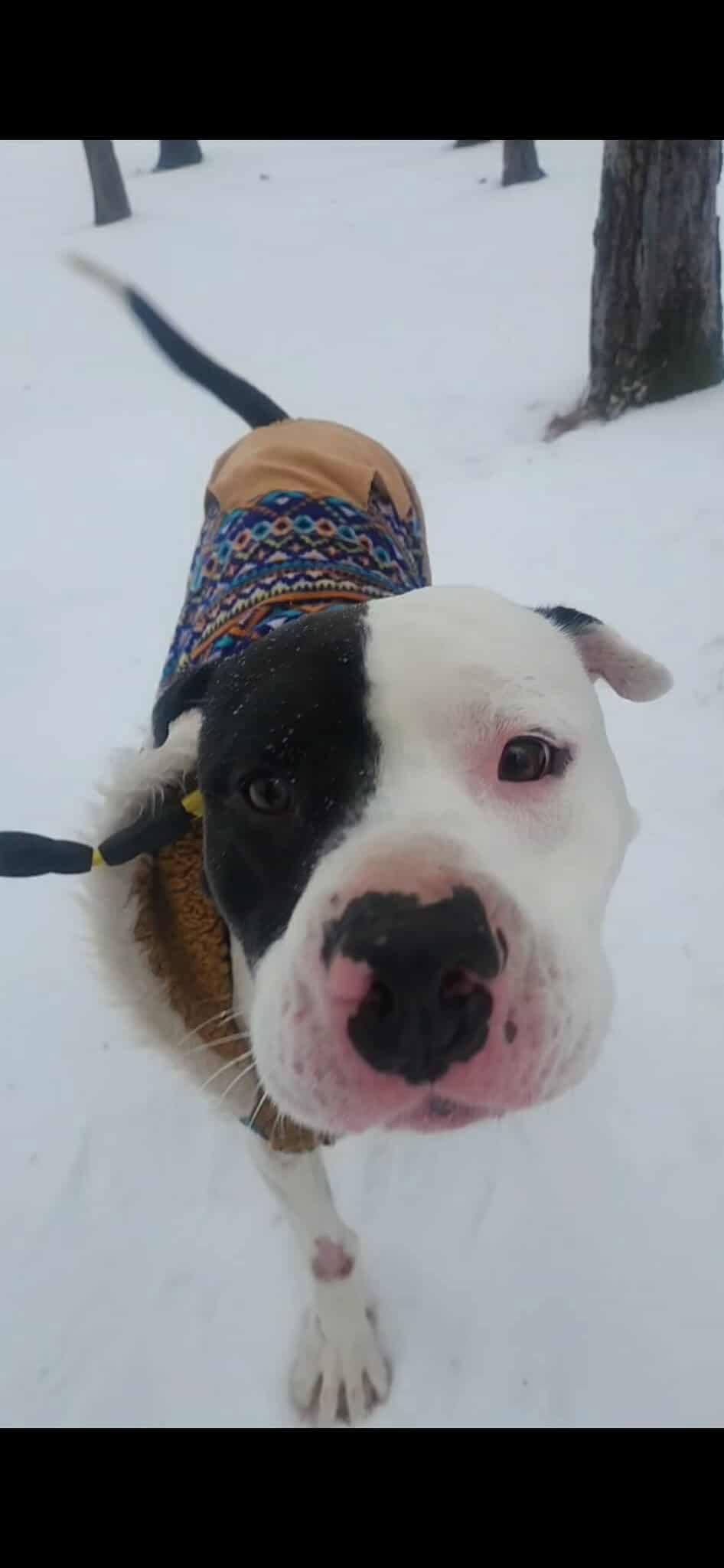 Odin