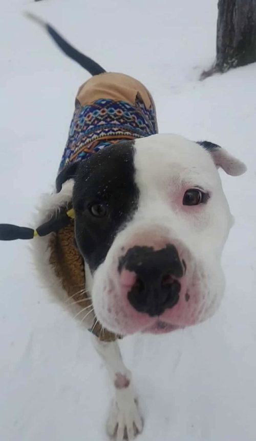Odin