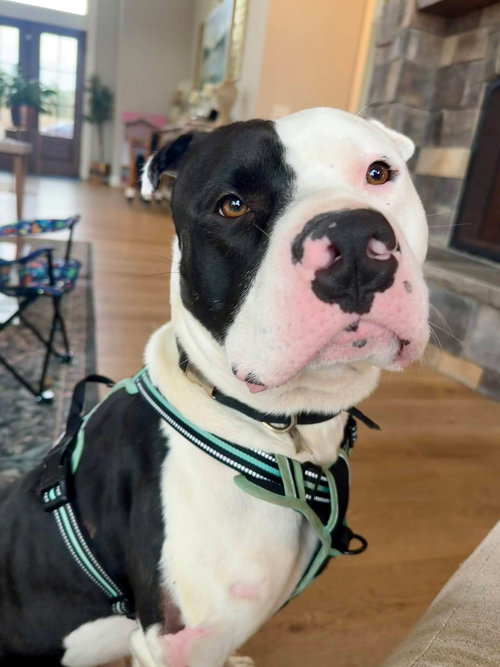 picture of the dog needing adoption