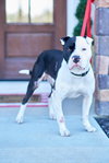 Odin