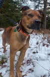 Boone