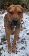 Boone