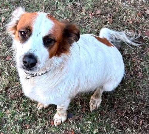 Penny, an adoptable Brittany in Alexander, AR