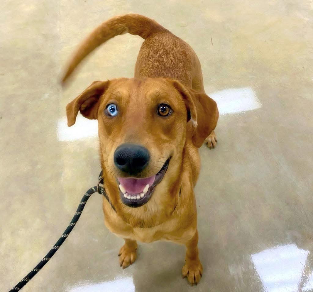 Labrador Retriever