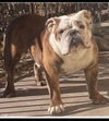 Darcy *adoption pending