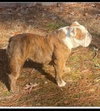 Darcy *adoption pending