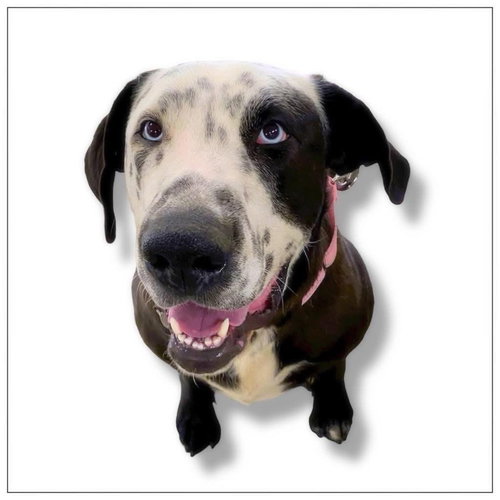 picture of the dog needing adoption