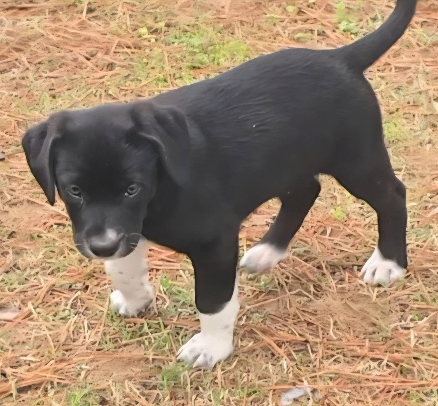 Labrador Retriever
