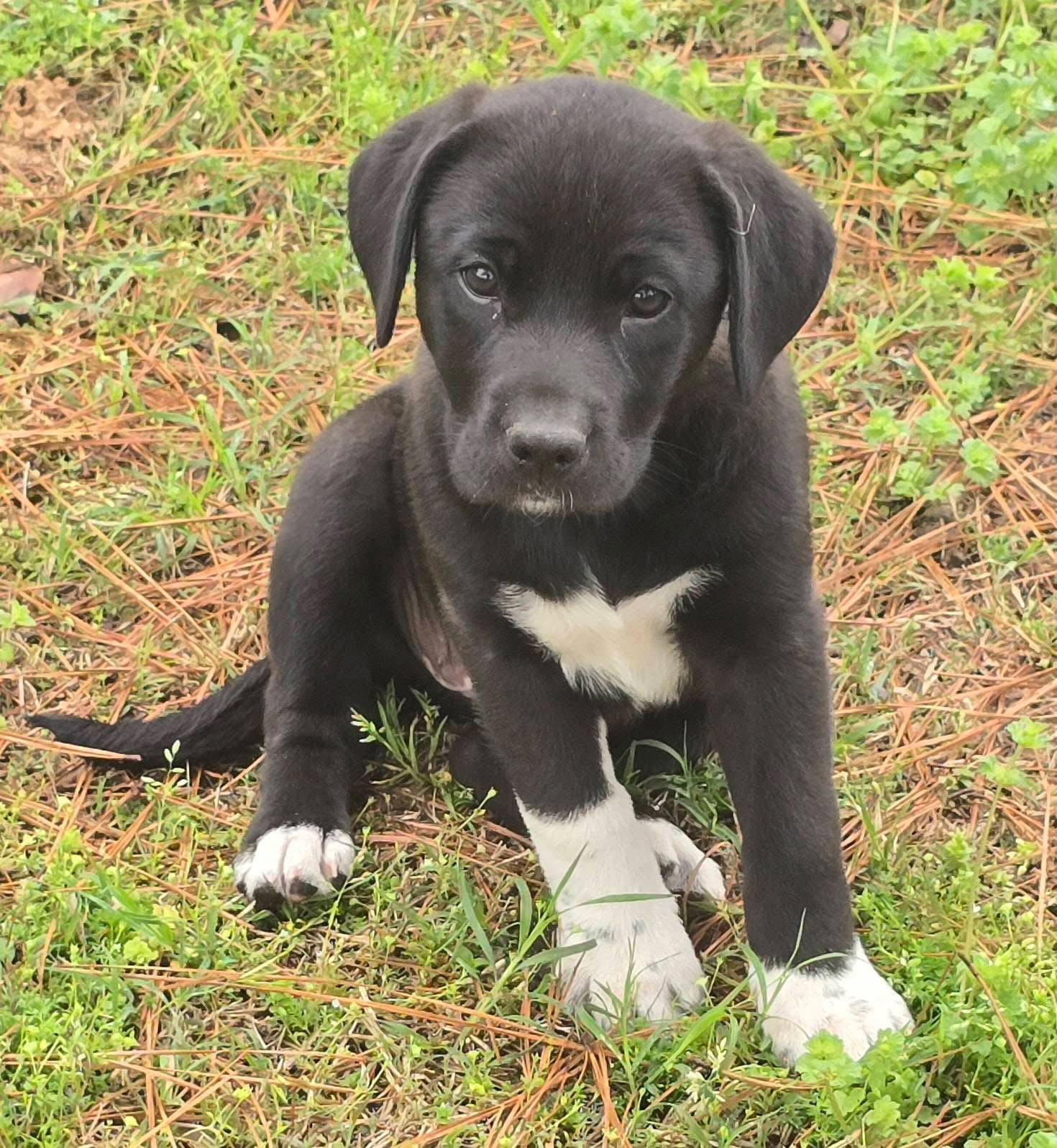 Labrador Retriever