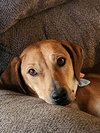 Lady **URGENT**