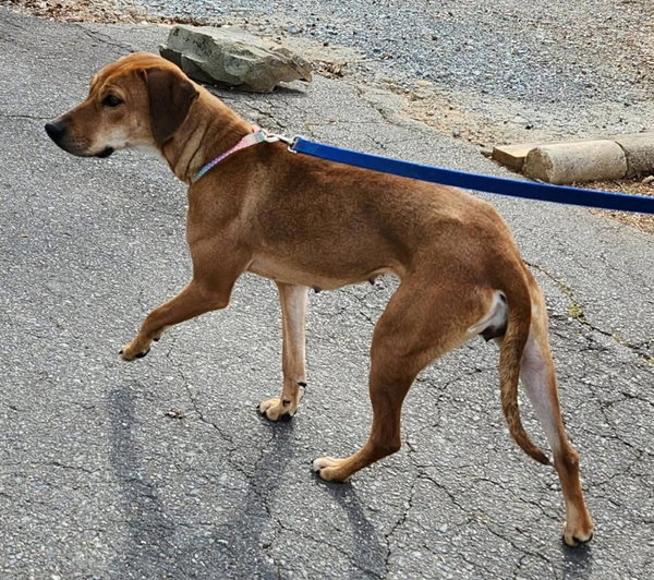 Lady **URGENT**