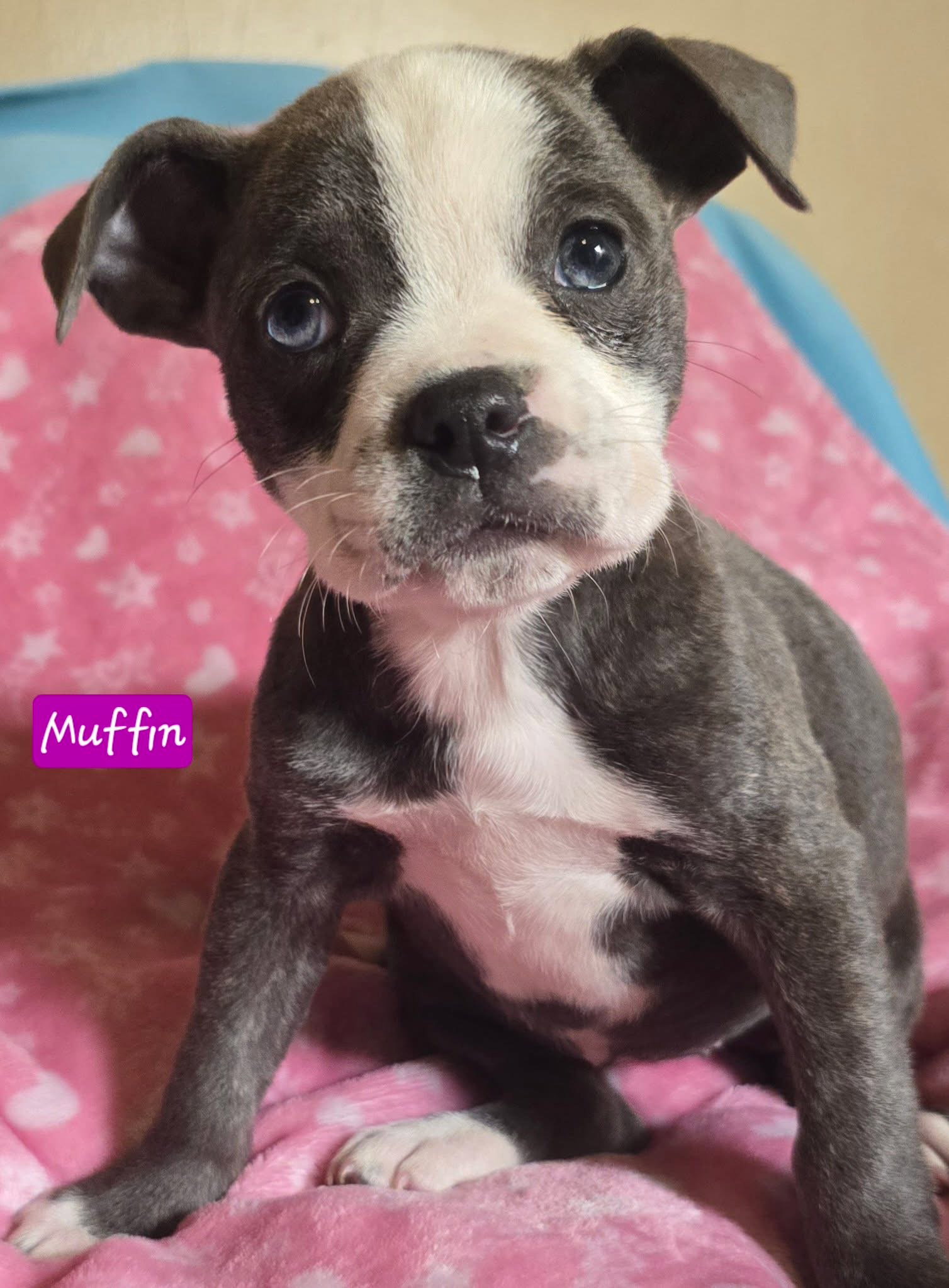 Muffin *adoption pending