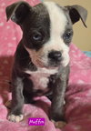 Muffin *adoption pending