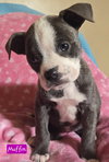Muffin *adoption pending