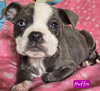 Muffin *adoption pending