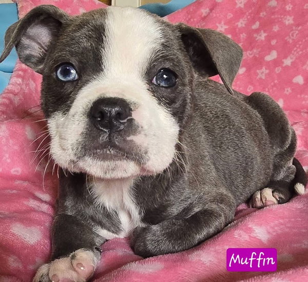 Muffin *adoption pending