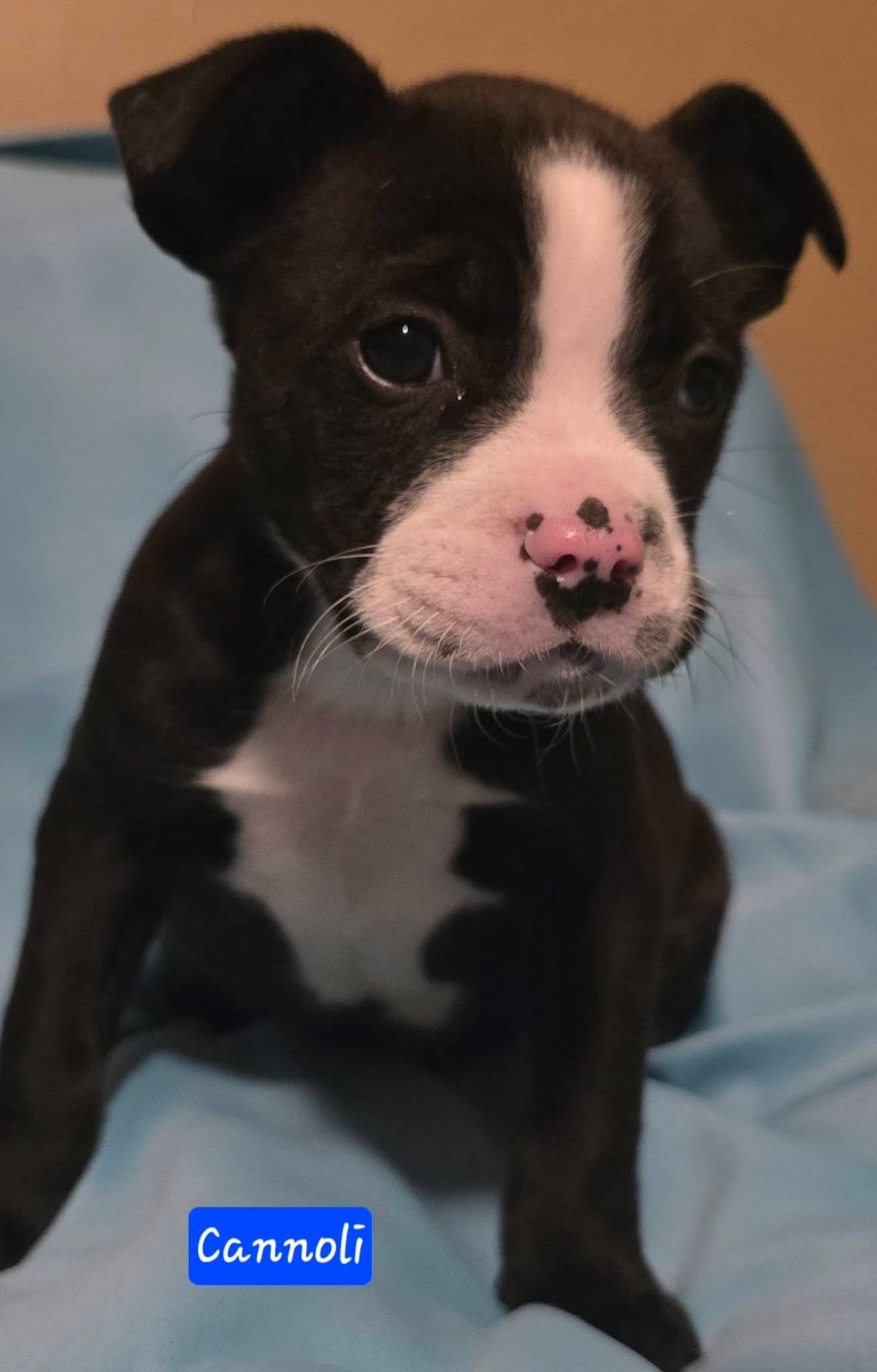 Cannoli
