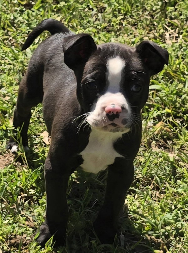 Cannoli