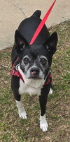 Izzy
