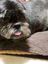 Mylo